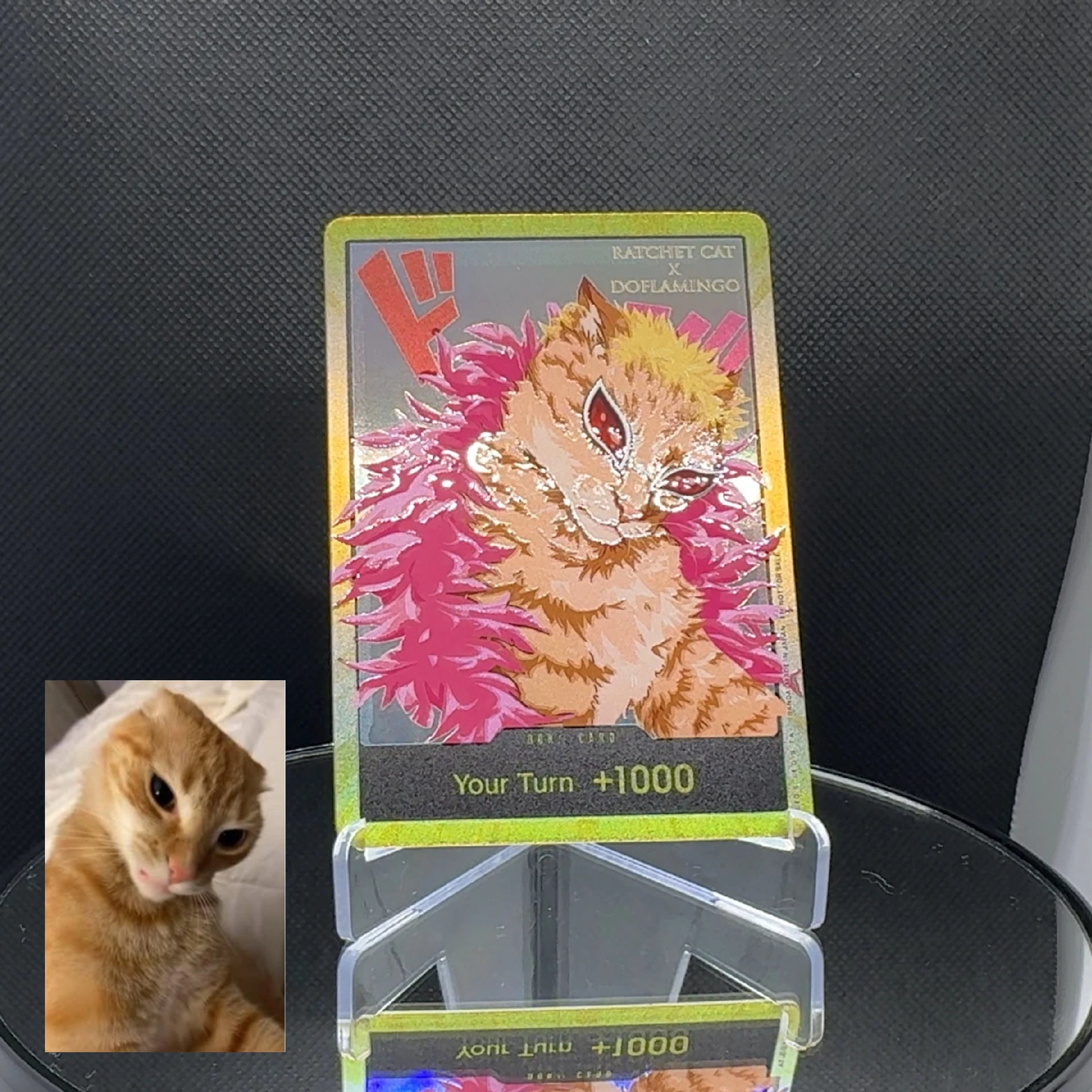 DON!! cat meme (EN)